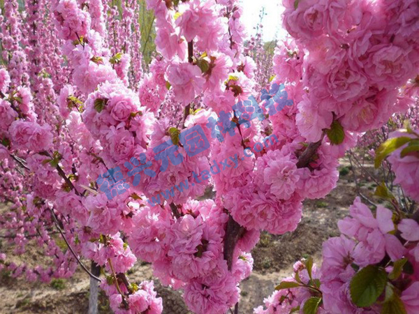 �c���鿴Ԕ����Ϣ���}���ѻ� ��x�Δ�(sh��)��2173